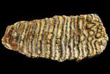 Fossil Woolly Mammoth Lower M Molar - North Sea Deposits #149767-4